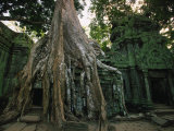Ta Prohm, 400-year-old Tree, Cambodia Photographic Print by Walter Bibikow