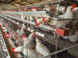Chickens, Commercial Egg Producer Photographic Print