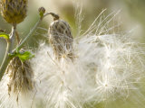 Thistle Seedheads in Autumn Lámina fotográfica por Mark Bolton Thistle Seedheads in Autumn Lámina fotográfica por Mark Bolton