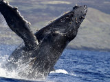 Humpback Whales, Hawaii Photographic Print by David B. Fleetham