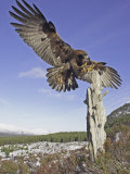 Golden Eagle, Adult Landing, Scotland Photographie par Mark Hamblin