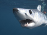 Mako Shark, Cape Point, Atlantic Ocean Photographic Print by Chris And Monique Fallows