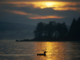 Single Loon at Sunrise, Lake Umbagog, Errol Photographie par Mark Hunt