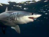 Mako Shark, Cape Point, Atlantic Ocean Photographie par Chris And Monique Fallows