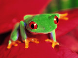Rainette aux yeux rouges Photographie par David Davis