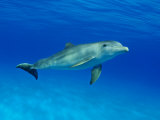 Atlantic Bottlenose Dolphin, Bahamas Fotografisk tryk af David B. Fleetham