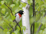 Rose-Breasted Grosbeak, Ile Bizard, Canada Photographic Print by Robert Servranckx