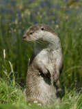 European Otter, Standing on Hind Legs, Sussex, UK Lámina fotográfica por Elliott Neep European Otter, Standing on Hind Legs, Sussex, UK Lámina fotográfica por Elliott Neep