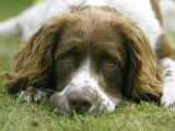 Springer Spaniel, Scotland Lámina fotográfica por Mark Hamblin Springer Spaniel, Scotland Lámina fotográfica por Mark Hamblin