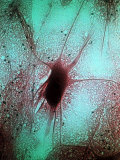 Nerve Cell (Neuron from Spinal Cord) Fotografisk tryk af David M. Dennis Nerve Cell (Neuron from Spinal Cord) Fotografisk tryk af David M. Dennis