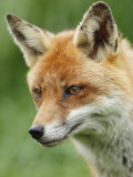 Red Fox, Portrait, Sussex, UK Photographic Print by Elliott Neep