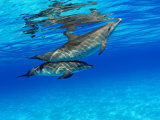 Atlantic Spotted Dolphin, Bahamas Lámina fotográfica por David B. Fleetham