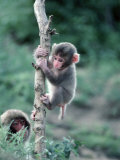 Snow Monkeys Stampa fotografica di John Dominis Snow Monkeys Stampa fotografica di John Dominis