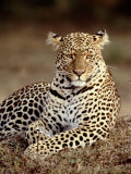 Leopard, East Africa Reprodukcja zdjęcia autor Elizabeth DeLaney Leopard, East Africa Reprodukcja zdjęcia autor Elizabeth DeLaney
