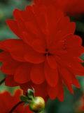 Mark Bolton - Dahlia 