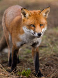 Red Fox, Head on Full-Body Portrait, Lancashire, UK Photographie par Elliot Neep