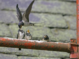 Swallow, Adult Feeding Chick, Scotland Photographic Print by Mark Hamblin
