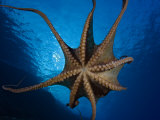 Day Octopus, Male, Hawaii Photographic Print by David B. Fleetham