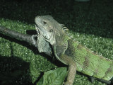Lizard Photographic Print by Rita Davis