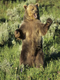 Grizzly Bear Bear Standing, USA Photographic Print by Daniel J. Cox
