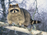 Montana, Raccoon Reprodukcja zdjęcia autor Michele Burgess Montana, Raccoon Reprodukcja zdjęcia autor Michele Burgess