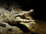 Cuban Crocodile, Bronx Zoo, NY Photographie par Rudi Von Briel