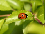 7-Spot Ladybird, Basking on Hawthorn Leaf, Middlesex, UK Fotografie-Druck von Elliott Neep