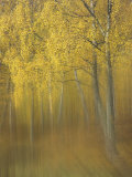 Silver Birch, Impression of Woodland, Scotland Lámina fotográfica por Mark Hamblin