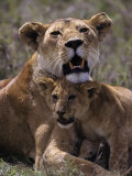 African Lion and Lion Cub, Panthera Leo Photographic Print by D. Robert Franz