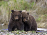 Mark Hamblin - Grizzly Bear, Two Cubs Sitting Together, Alaska - Fotografik Baskı