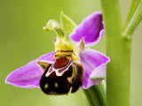 Bee Orchid, Close up of Single Flower, UK Photographic Print by David Clapp