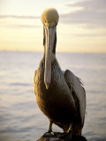 Pelican Sitting on a Wood Post Photographic Print by Fogstock Llc 