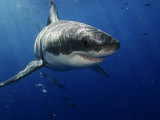 Great White Shark, Guadalupe Island, Mexico Fotoprint van David B. Fleetham Great White Shark, Guadalupe Island, Mexico Fotoprint van David B. Fleetham