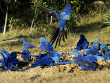Hyacinth Macaws, Flock of Parrots Eating Brazil Nuts, Brazil Photographic Print by Roy Toft
