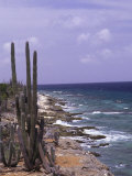 Bonaire, Caribbean Photographic Print by Lauree Feldman