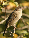 House Sparrow, Male Perching, Middlesex Photographie par Elliot Neep