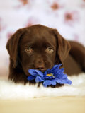 Puppy with Flower Lámina fotográfica