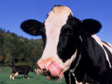 Holstein Cow Sticking its Tongue Out Photographic Print by Lynn M. Stone