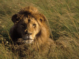 Lion in Long Grass, Masai Mara National Park, Kenya Fotografisk trykk av Michele Burgess