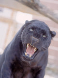 Black Panther Snarling Photographie par Tony Ruta