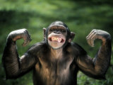 Chimpanzee Flexing its Muscles 写真プリント - リチャード・スタックス