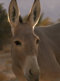 Wild Ass, Israel Lámina fotográfica por Inga Spence
