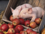 Mixed Breed Piglets in Apple Cart Photographie par Lynn M. Stone