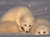 Arctic Foxes (Alopex Lagopus) Photographic Print by Lynn M. Stone