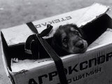 Puppy for Sale at a Flea Market, Moscow, Russia Photographic Print by Walter Bibikow