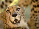 Cheetah, Cango Wildlife Ranch, Oudtshoorn, South Africa Photographic Print by Walter Bibikow