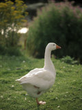 Goose Photographic Print by Kindra Clineff