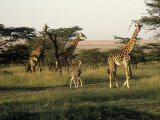 Giraffes, Masai Mara National Park, Kenya Photographie par Michele Burgess