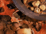 Gold Nuggets and Dust in Pan by Rocky Stream Photographic Print by Ellen Kamp