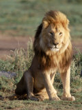 Male Lion, East Africa Photographic Print by Elizabeth DeLaney